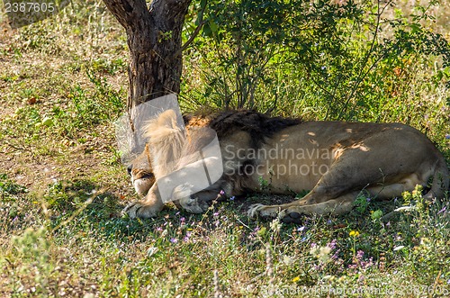 Image of Sleeping lion