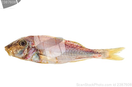 Image of Salted and dried Red mullet fish
