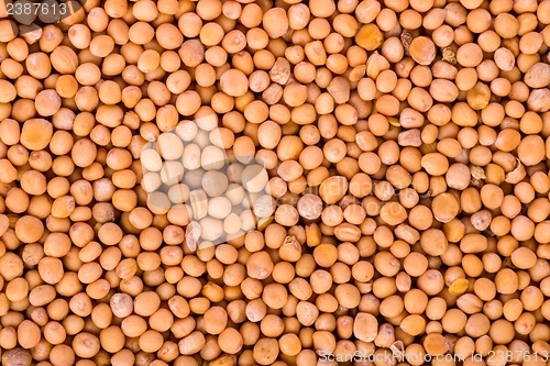 Image of Yellow mustard seeds