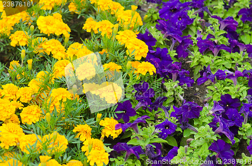 Image of Background of multicolored flowers in summer  