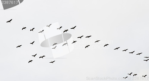 Image of A flock of flying cranes in the sky  