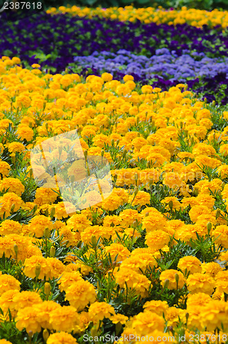 Image of Background of multicolored flowers in summer  