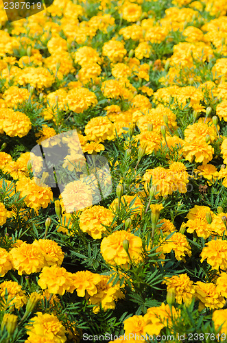 Image of Background of multicolored flowers in summer  