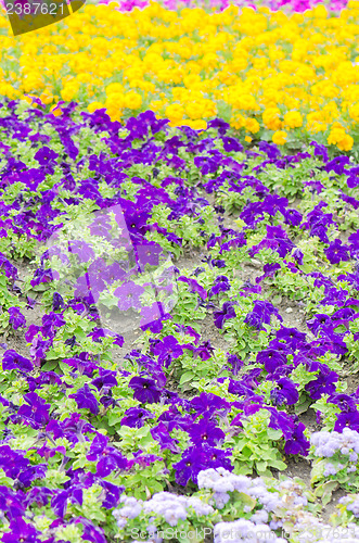 Image of Background of multicolored flowers in summer  