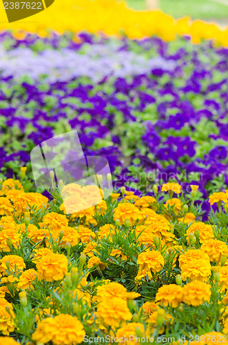 Image of Background of multicolored flowers in summer  