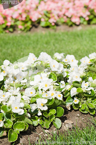 Image of Background of multicolored flowers in summer  