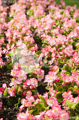 Image of Background of multicolored flowers in summer  