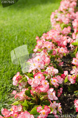 Image of Background of multicolored flowers in summer  