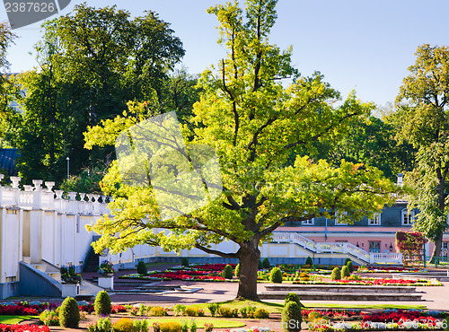 Image of Oak of times of Great Peter in park Kadriorg. Tallinn