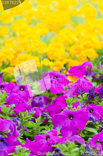 Image of Background of multicolored flowers in summer  