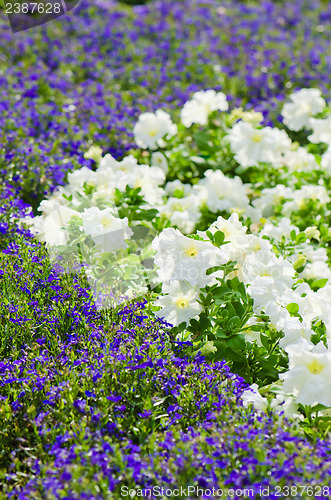 Image of Background of multicolored flowers in summer  