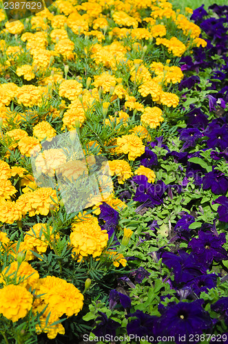 Image of Background of multicolored flowers in summer  