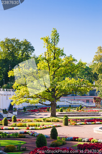 Image of Oak of times of Great Peter in park Kadriorg. Tallinn