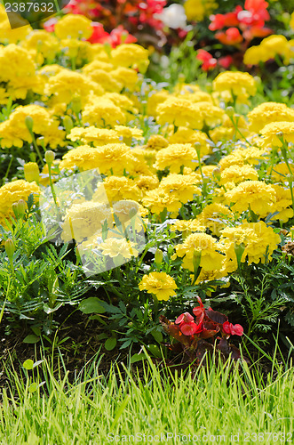 Image of Background of multicolored flowers in summer  