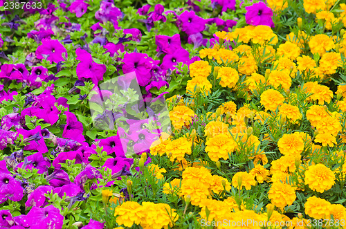 Image of Background of multicolored flowers in summer  