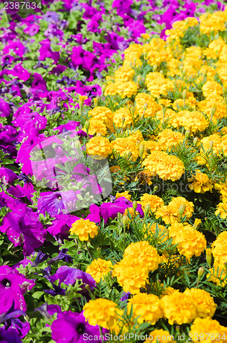 Image of Background of multicolored flowers in summer  