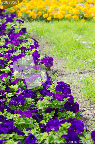 Image of Background of multicolored flowers in summer  