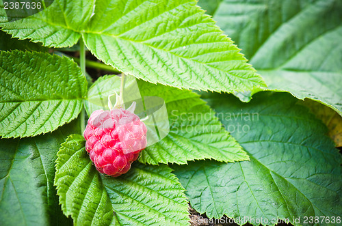 Image of Berries of a raspberry on leaves, a close up