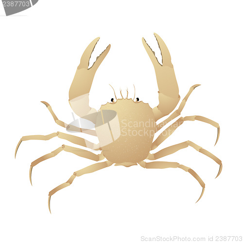 Image of Crab