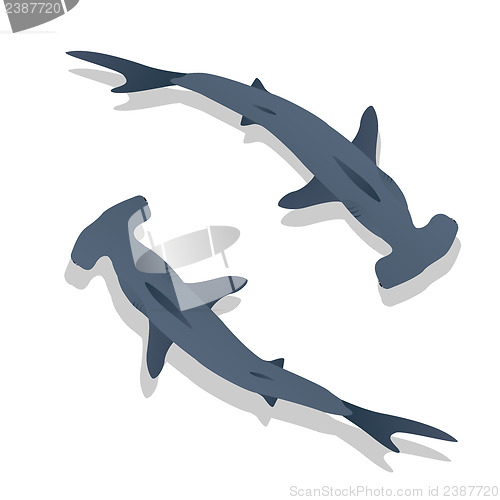 Image of Hammer sharks