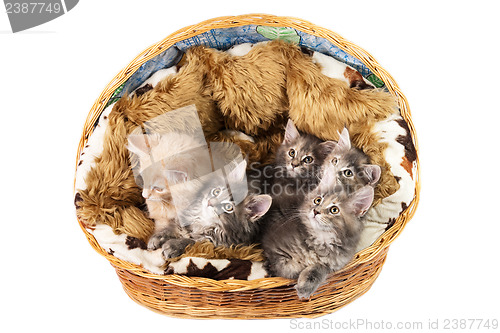 Image of The Maine coon kittens