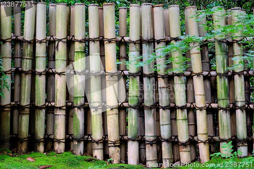 Image of Bamboo Fence