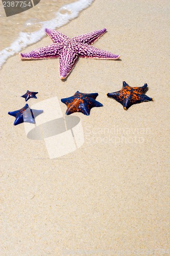 Image of Starfishes