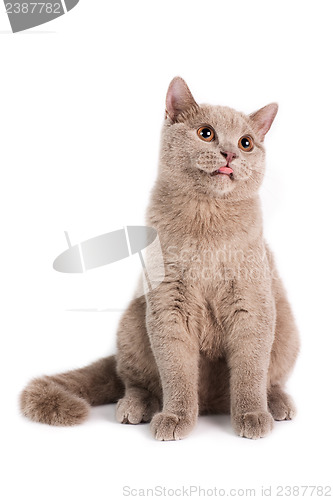 Image of British Shorthaired Cat