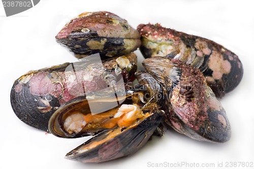 Image of Mussels