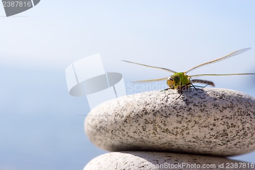 Image of Dragonfly & stones