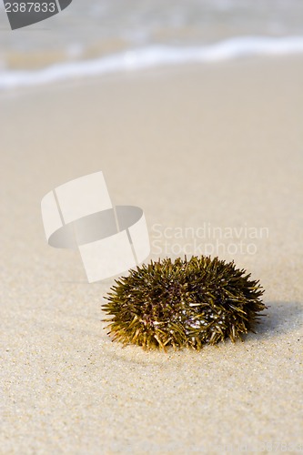 Image of Sea Urchin