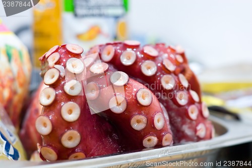 Image of fresh octopus