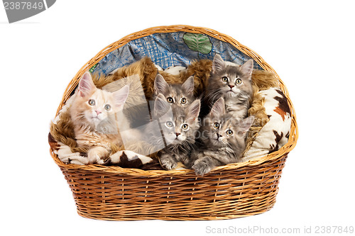 Image of The Maine coon kittens