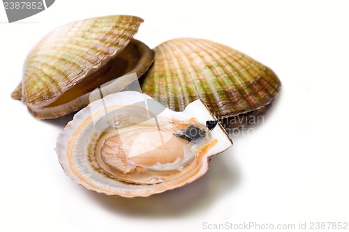 Image of Seafood: Scallops