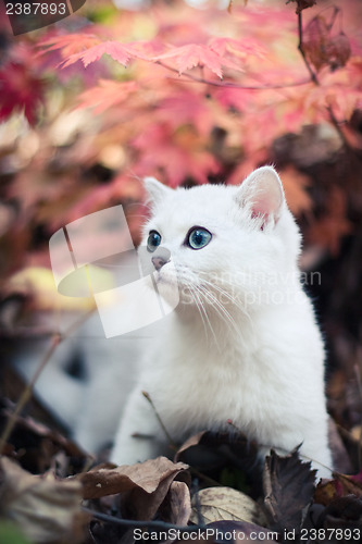 Image of autumn & kitten