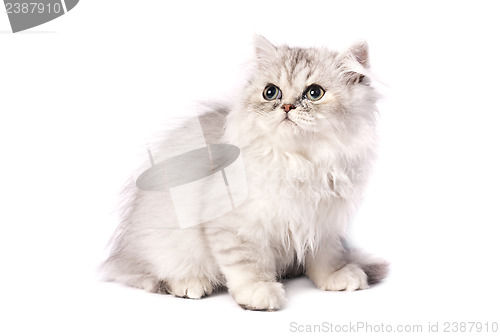 Image of persian kitten