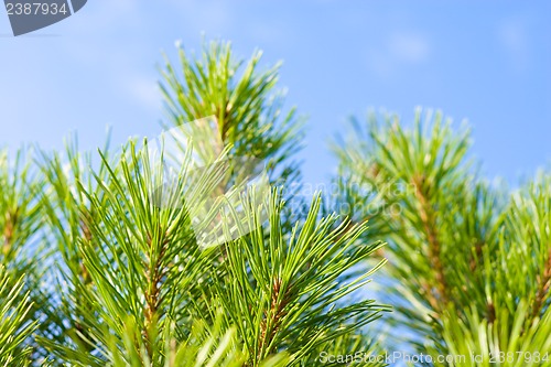 Image of Pine-tree branches.