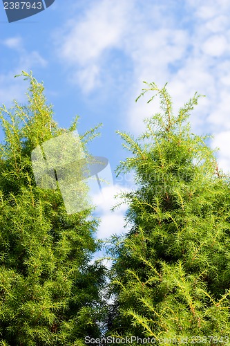 Image of Christmas fir trees