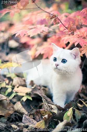 Image of autumn & kitten