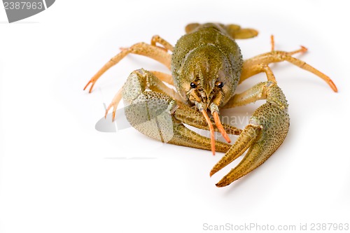 Image of raw crawfish