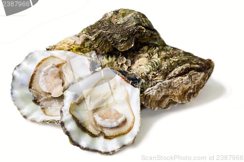 Image of oysters