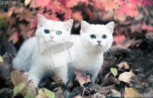 Image of autumn & kittens