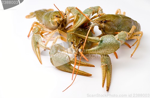 Image of raw crawfishes