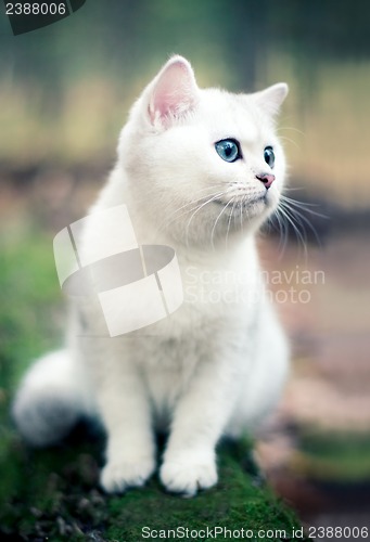 Image of kitten in forest