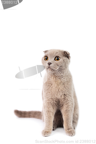 Image of scottish fold cat