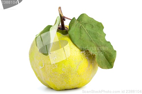 Image of Quince fruit