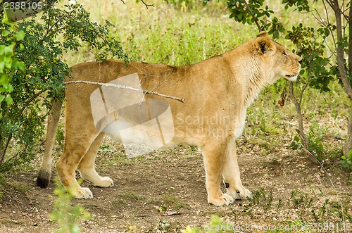 Image of Lion female