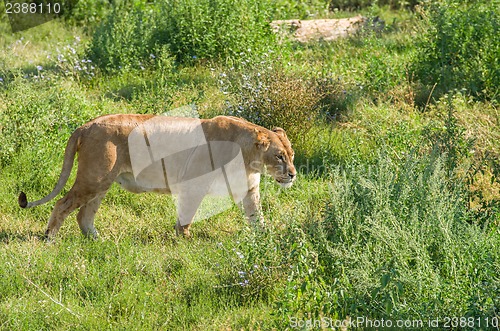 Image of Liger walking