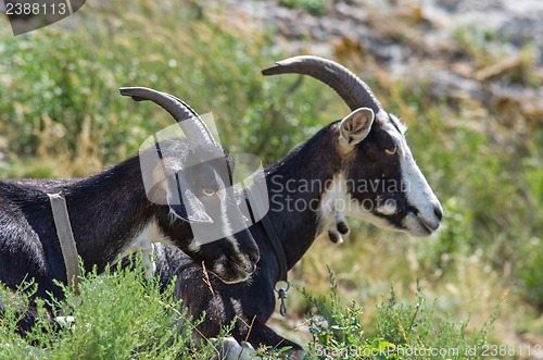 Image of Two goats. Focus point on nearest animal