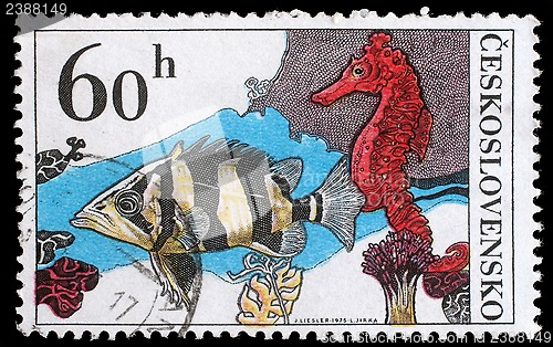 Image of Stamp printed in Czechoslovakia, shows Datrioides Microlepis and Sea Horse